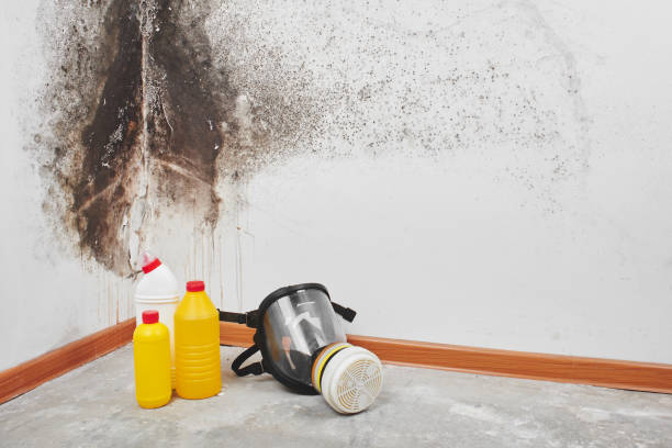 Best Residential Mold Removal  in Tanglewilde, WA