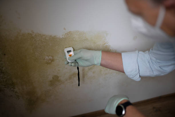 Best Mold Damage Repair  in Tanglewilde, WA