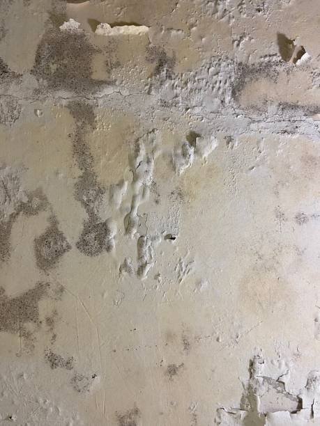 Best Commercial Mold Removal  in Tanglewilde, WA