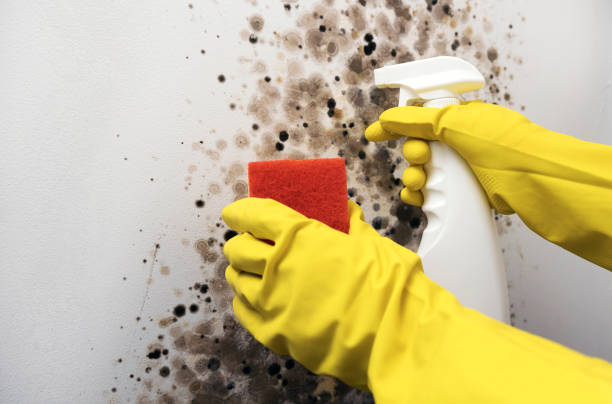 Crawl Space Mold Removal in Tanglewilde, WA
