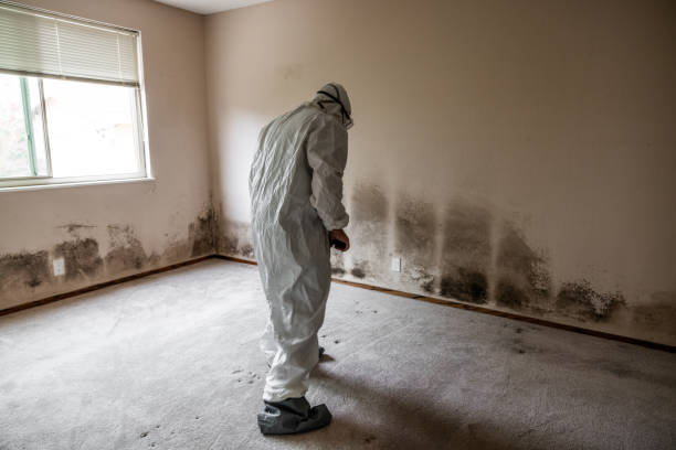 Best Attic Mold Removal  in Tanglewilde, WA