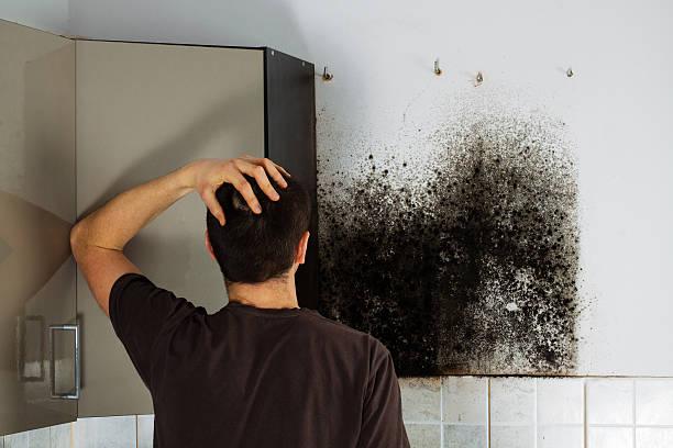 Home Mold Removal in Tanglewilde, WA