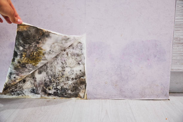 Best Mold Testing  in Tanglewilde, WA